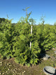 Thuja plicata 'Green Giant'