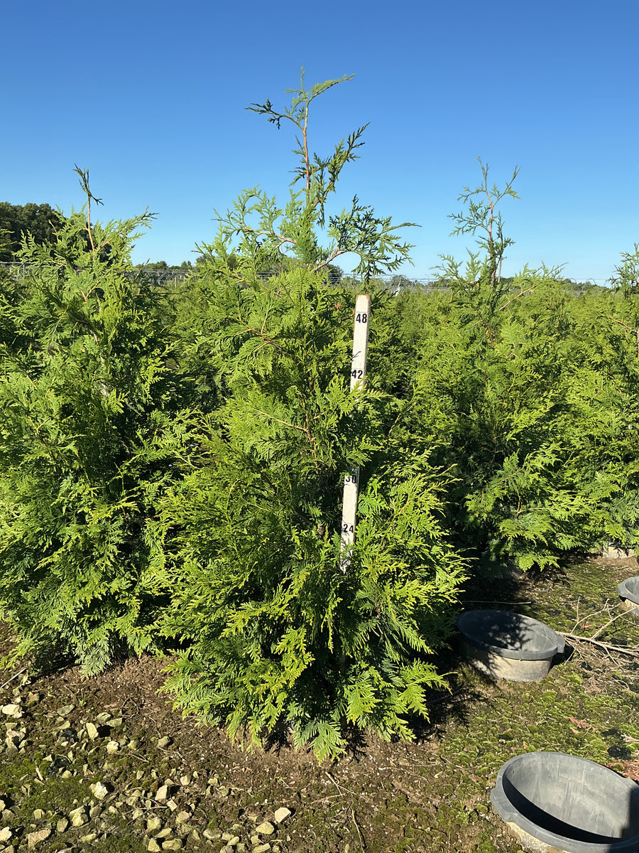 Thuja plicata 'Green Giant' â€” G5 48