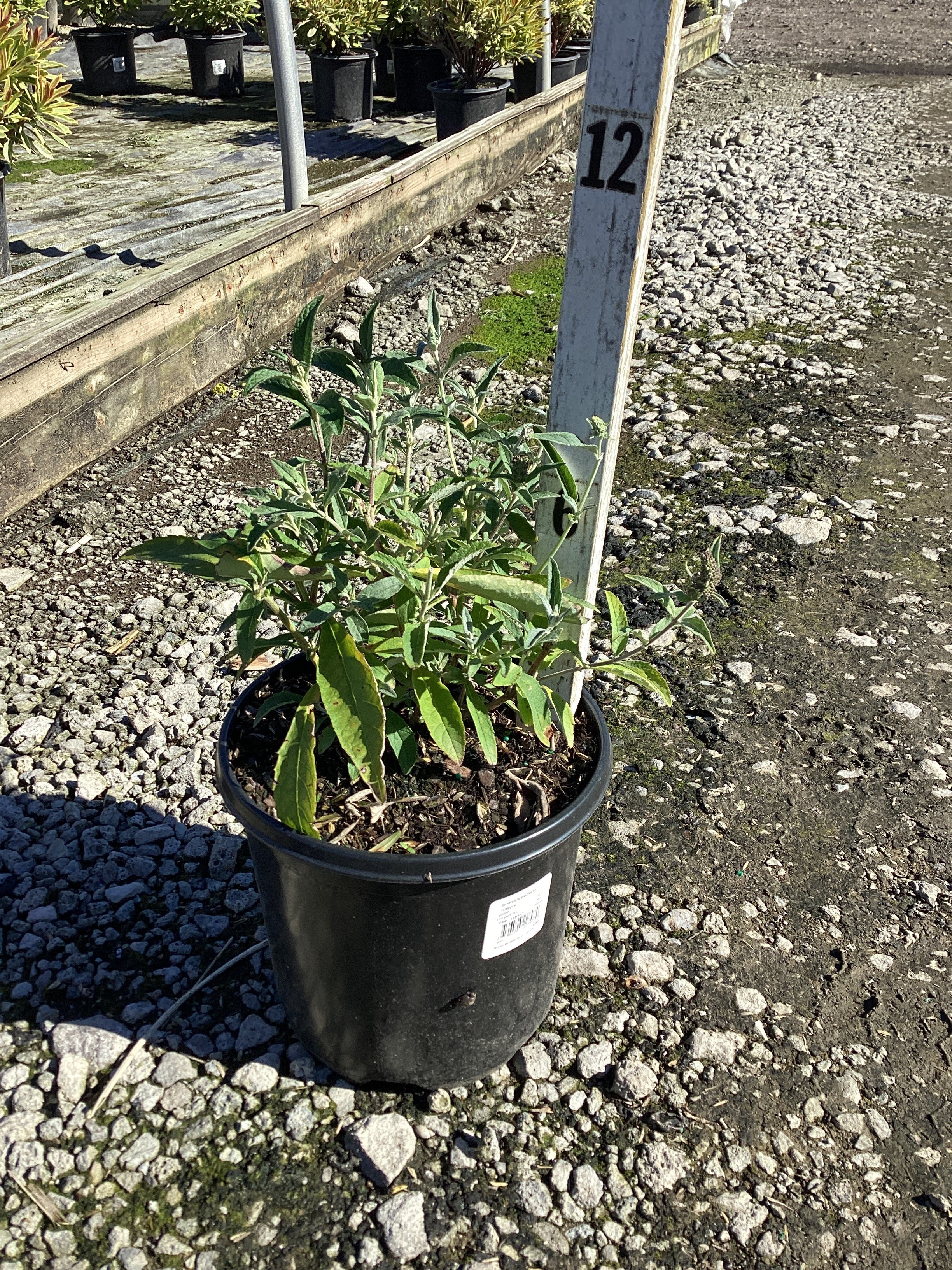 Buddleia davidii BUZZ series ‘Sky Blue’, ‘Hot Raspberry’, “ivory’