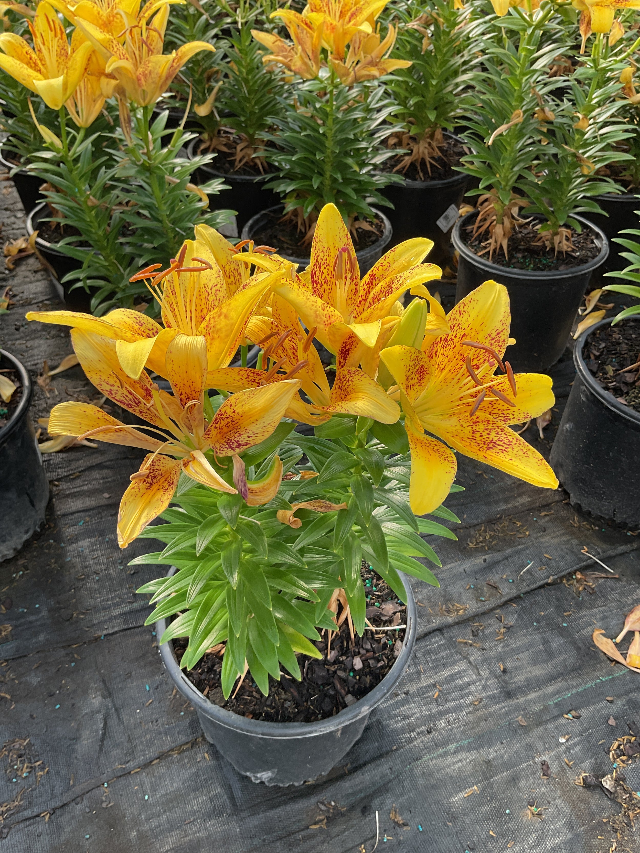 Lilium 'Asiatic Tiny Nugget'