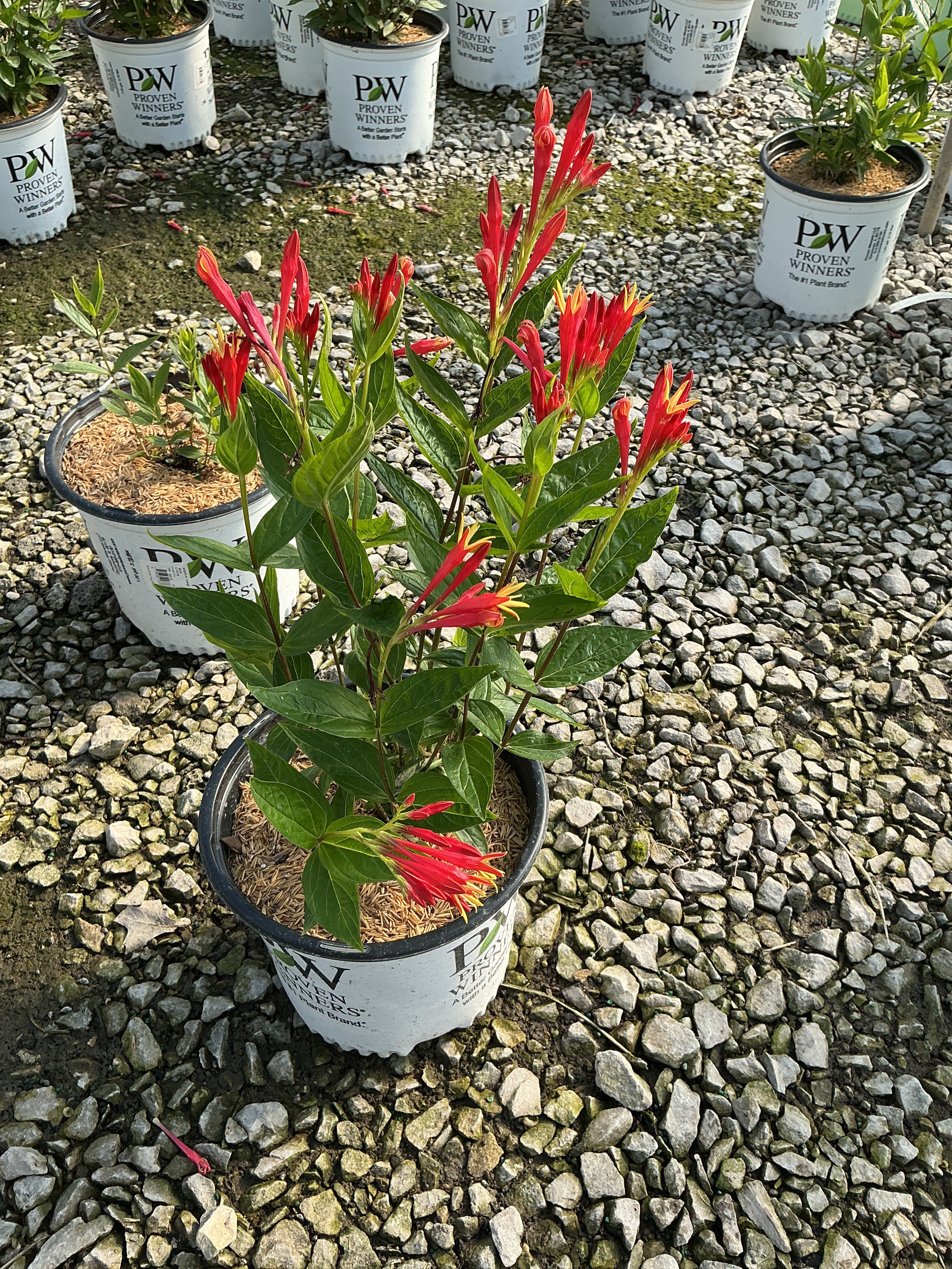 Spigelia marilandica 'Orange Slices'