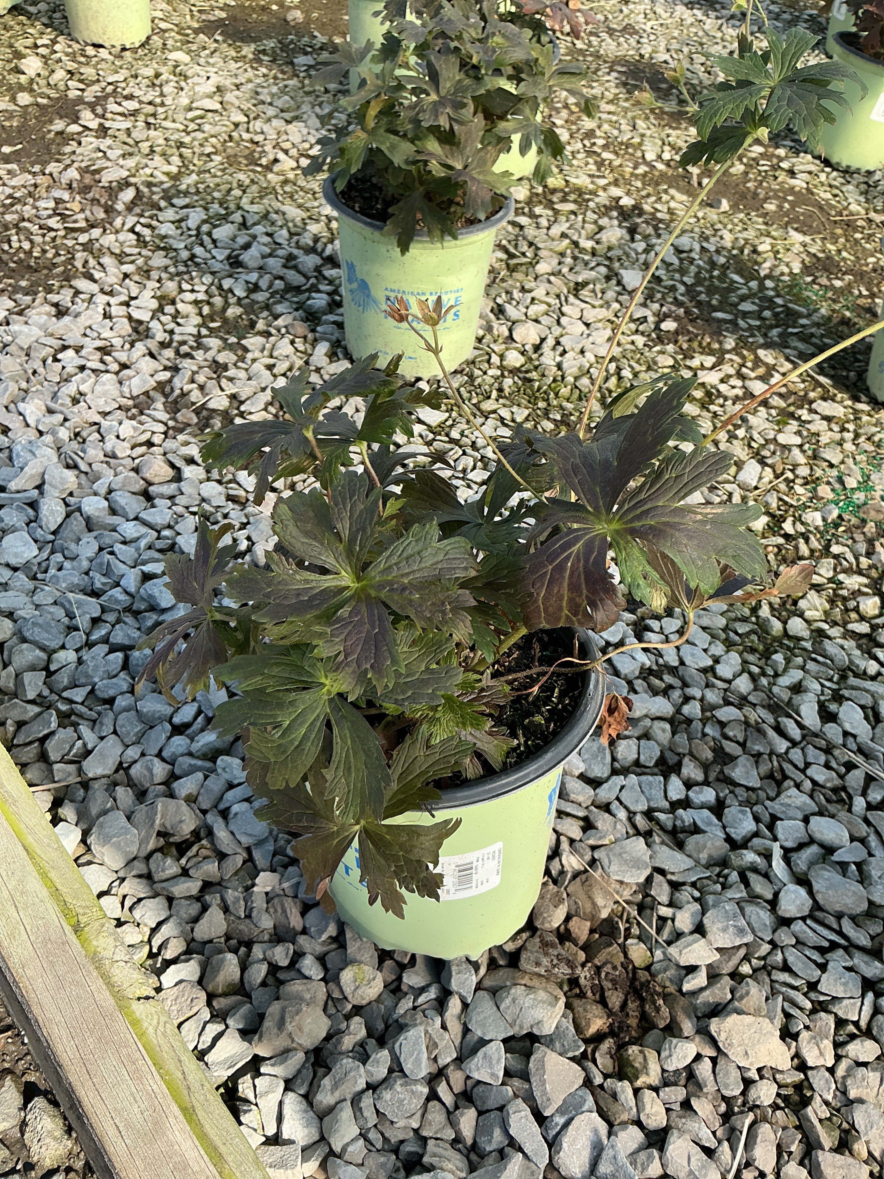 Geranium maculatum 'Dark Roast'