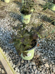 Geranium maculatum 'Dark Roast'