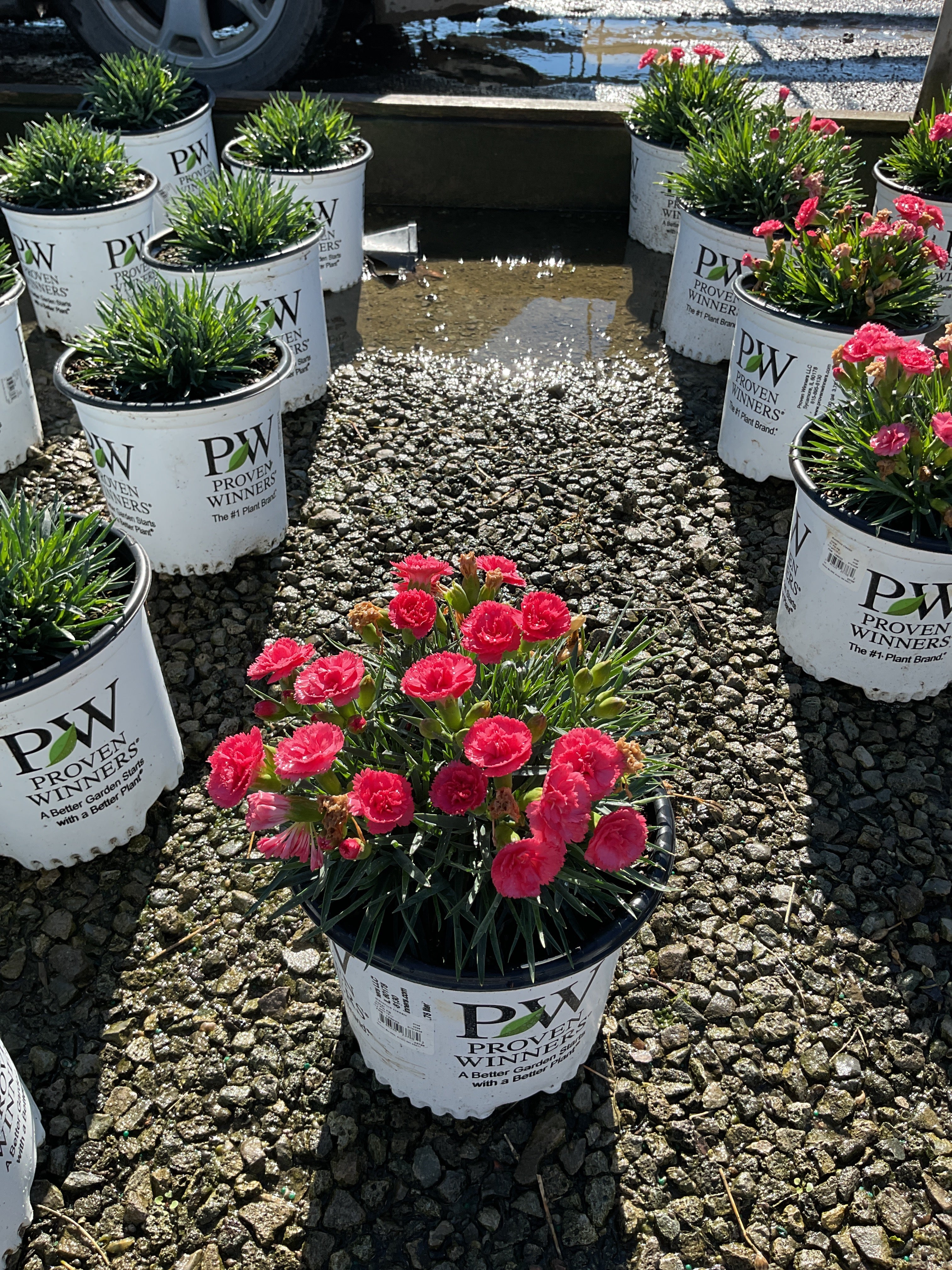 Dianthus hybrid  'Classic Coral'