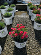 Dianthus hybrid  'Classic Coral'