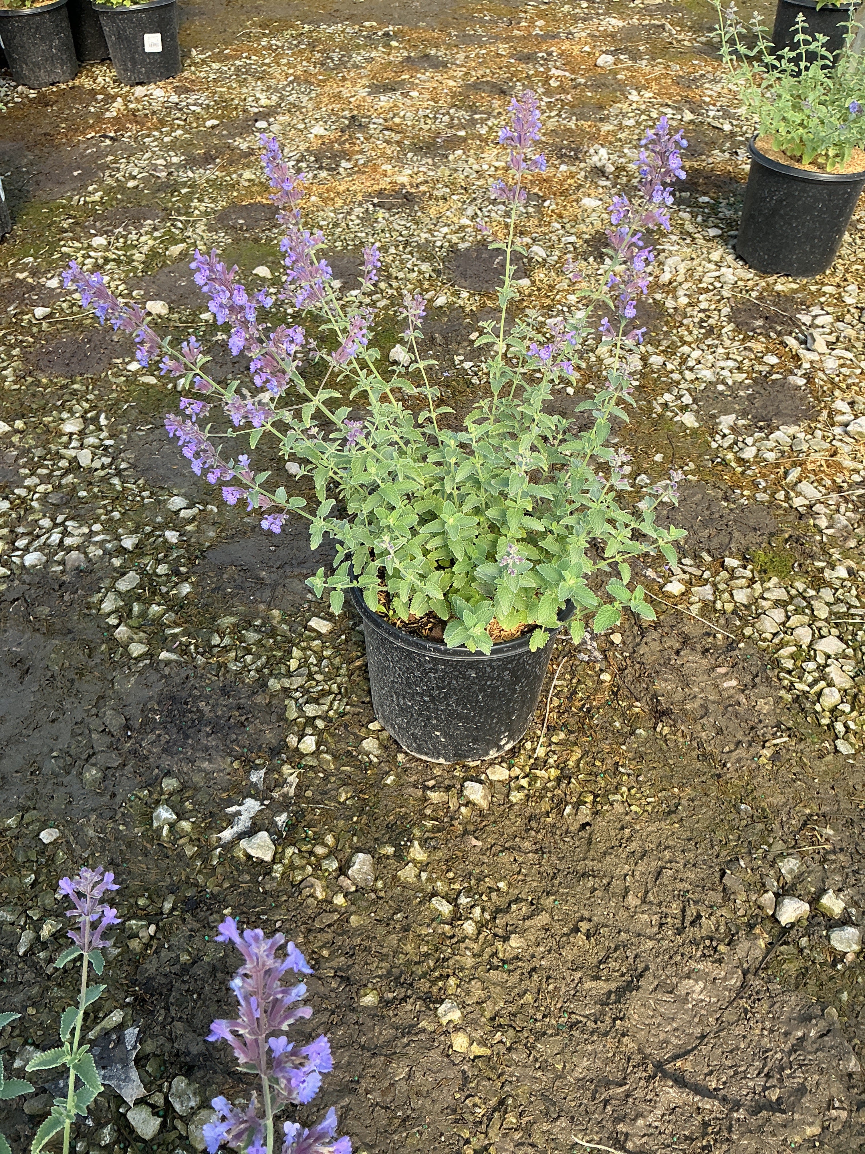 Nepeta faassenii 'Walker's Low'
