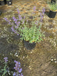 Nepeta faassenii 'Walker's Low'