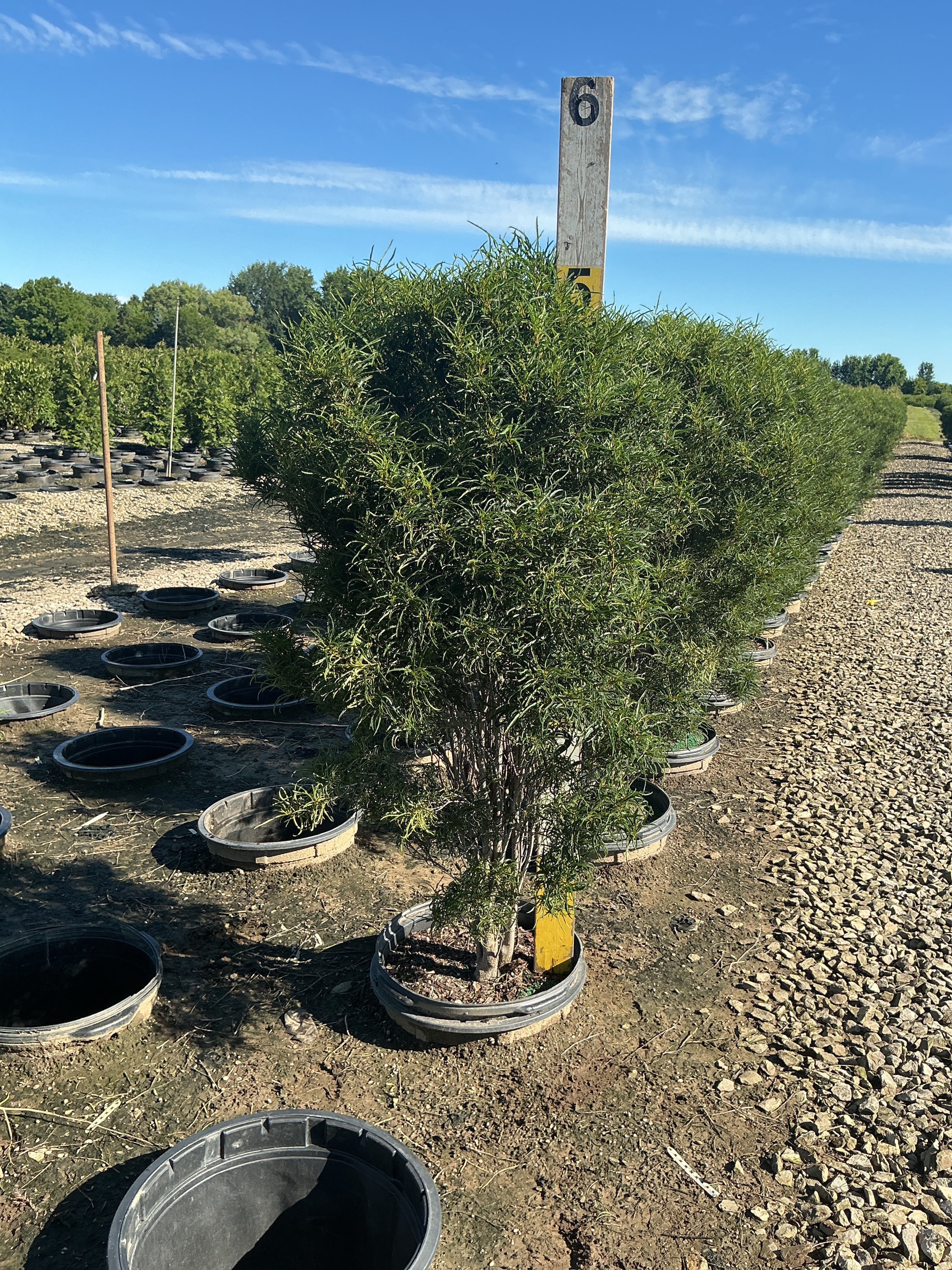 Rhamnus frangula 'Ron Williams'