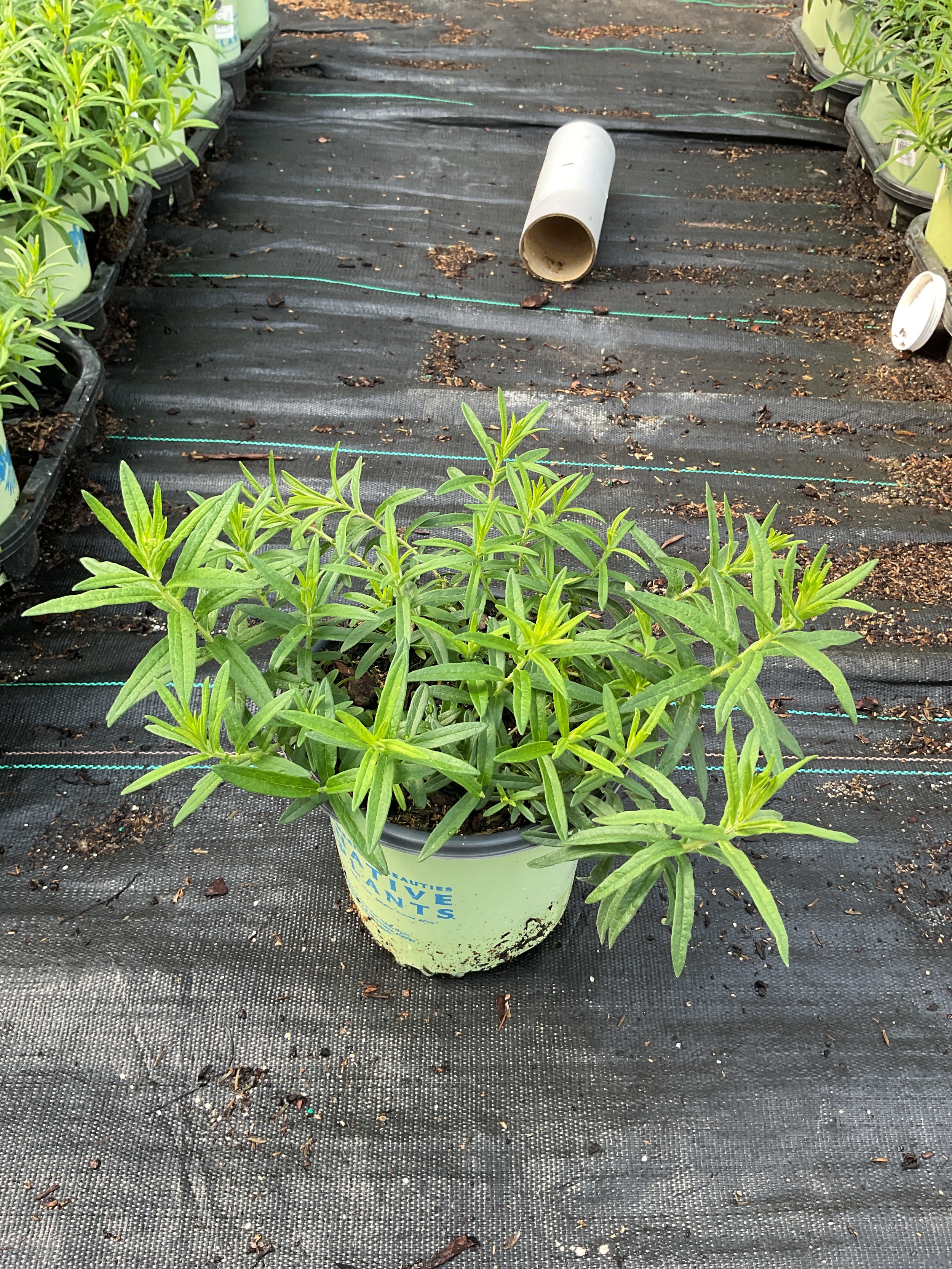 Asclepias tuberosa