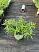 Asclepias tuberosa