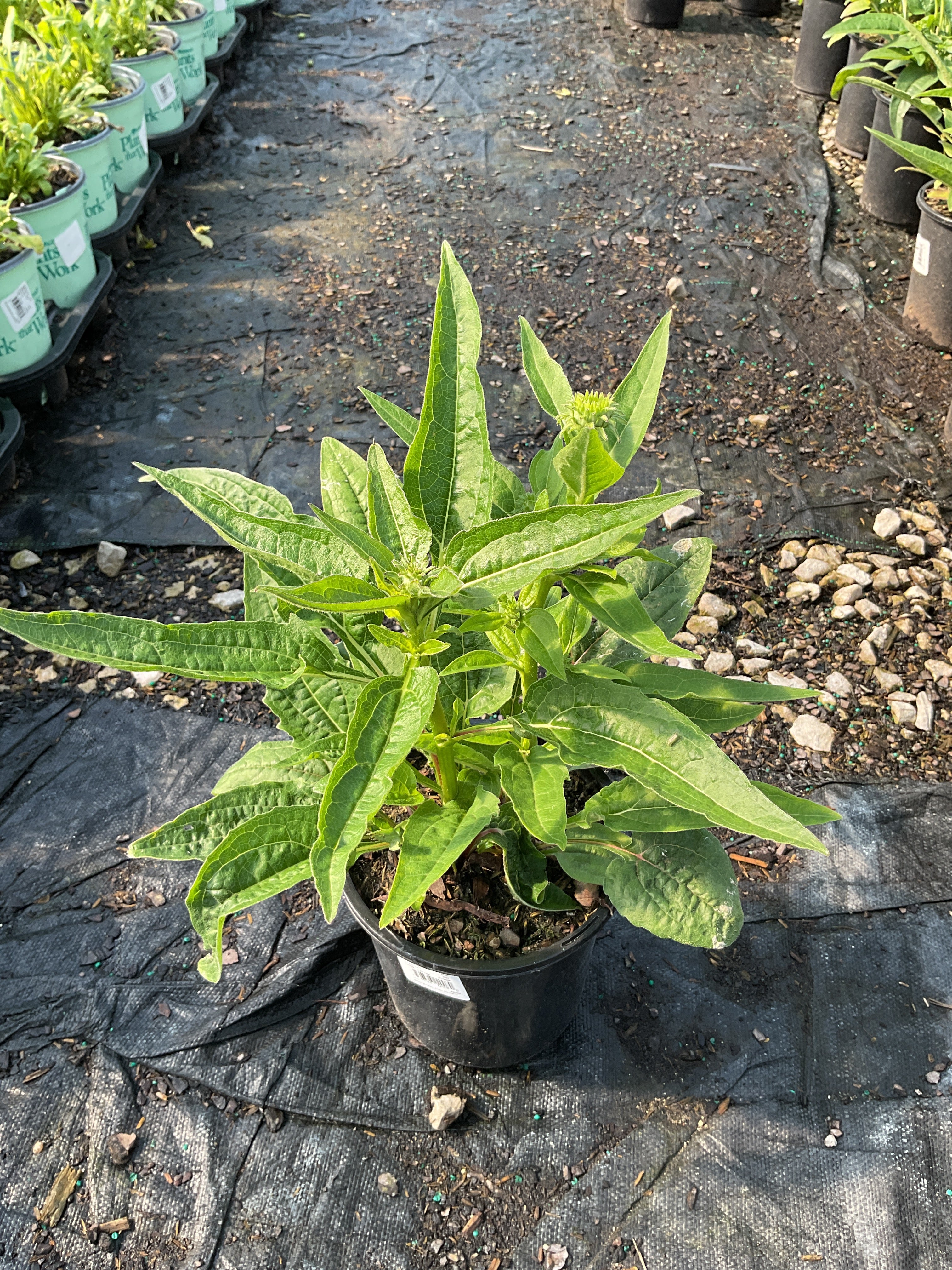 Echinacea artisan 'Soft Orange'