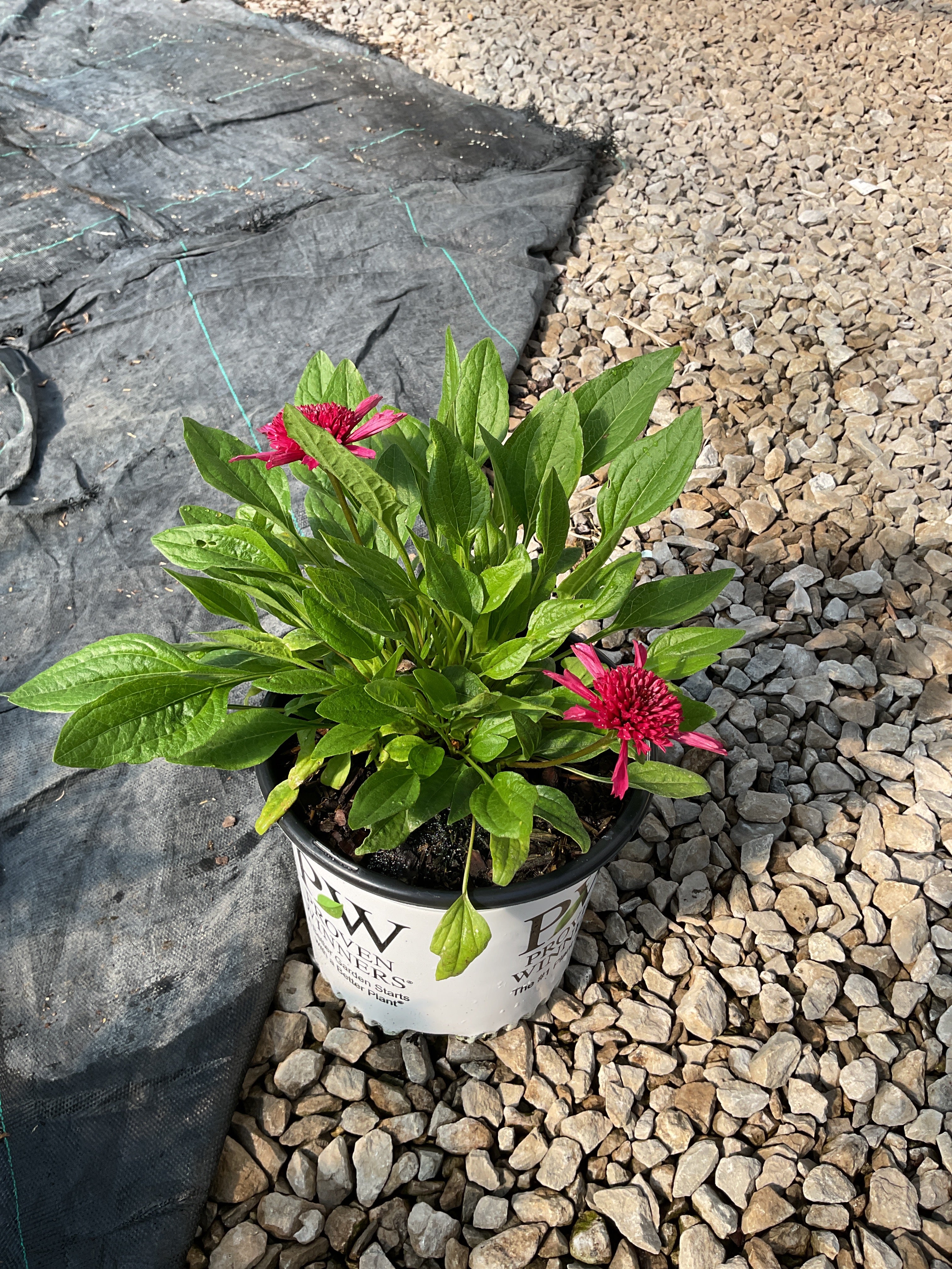 Echinacea 'Raspberry Beret'