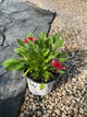 Echinacea 'Raspberry Beret'