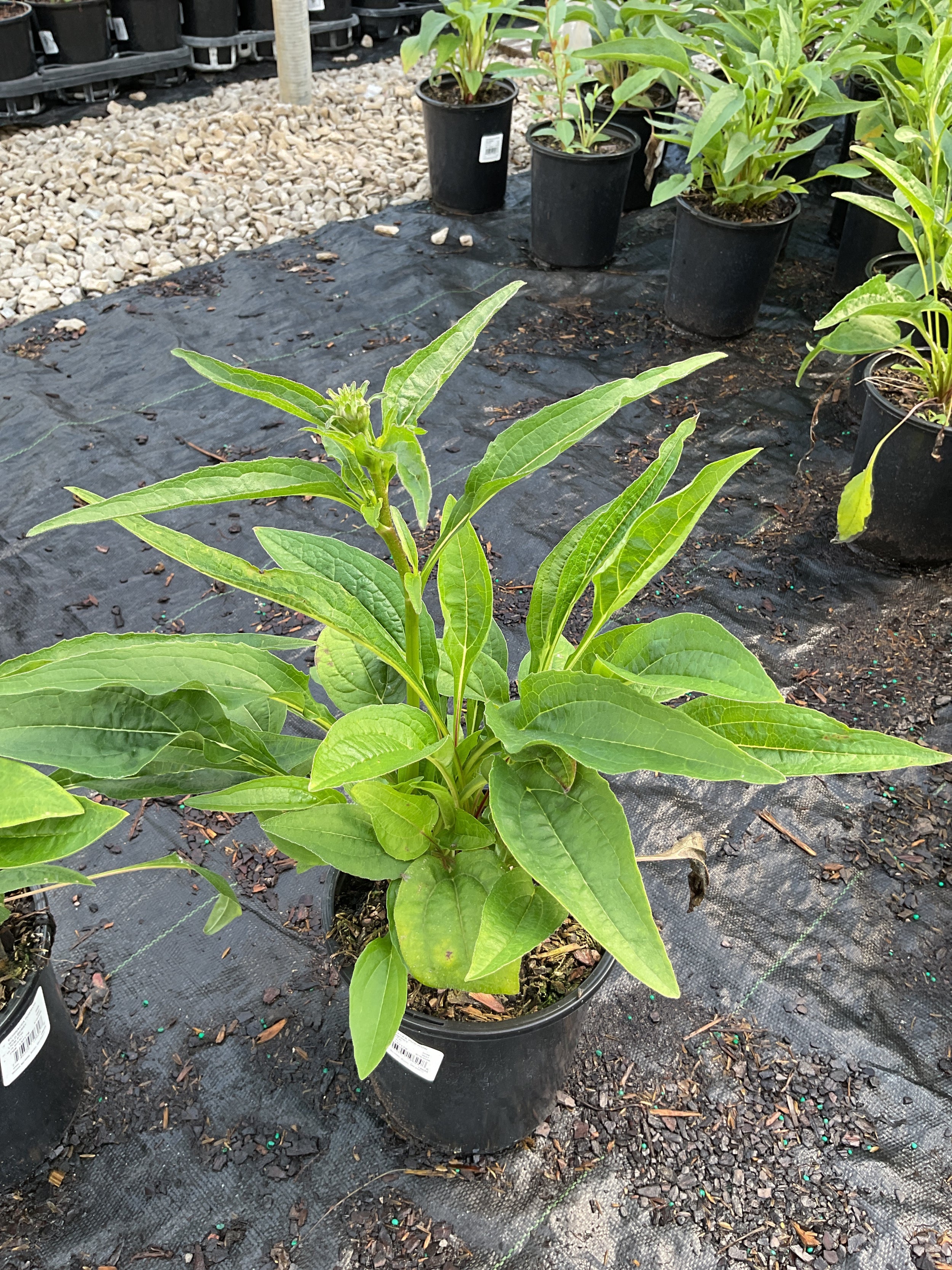Echinacea purpurea 'PowWow Wild Berry'
