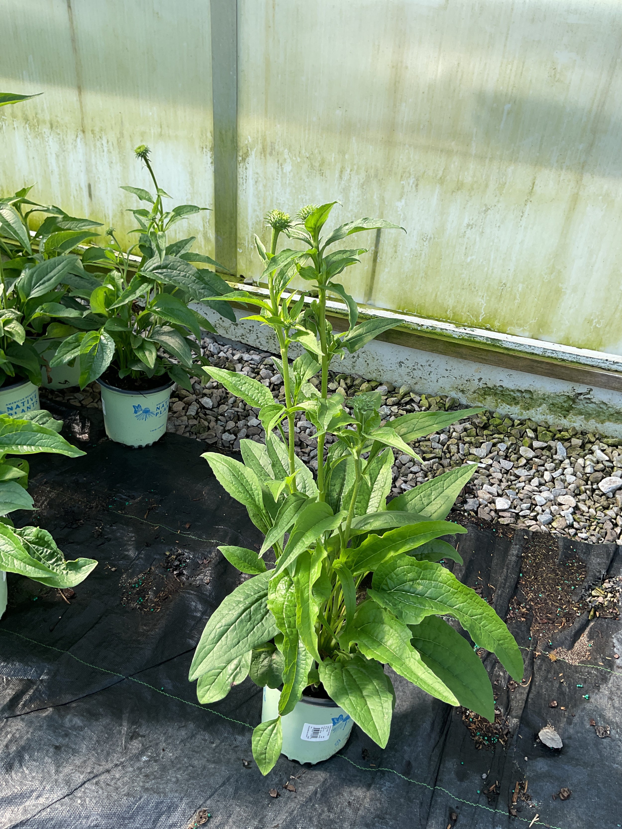 Echinacea purpurea 'Happy Star'