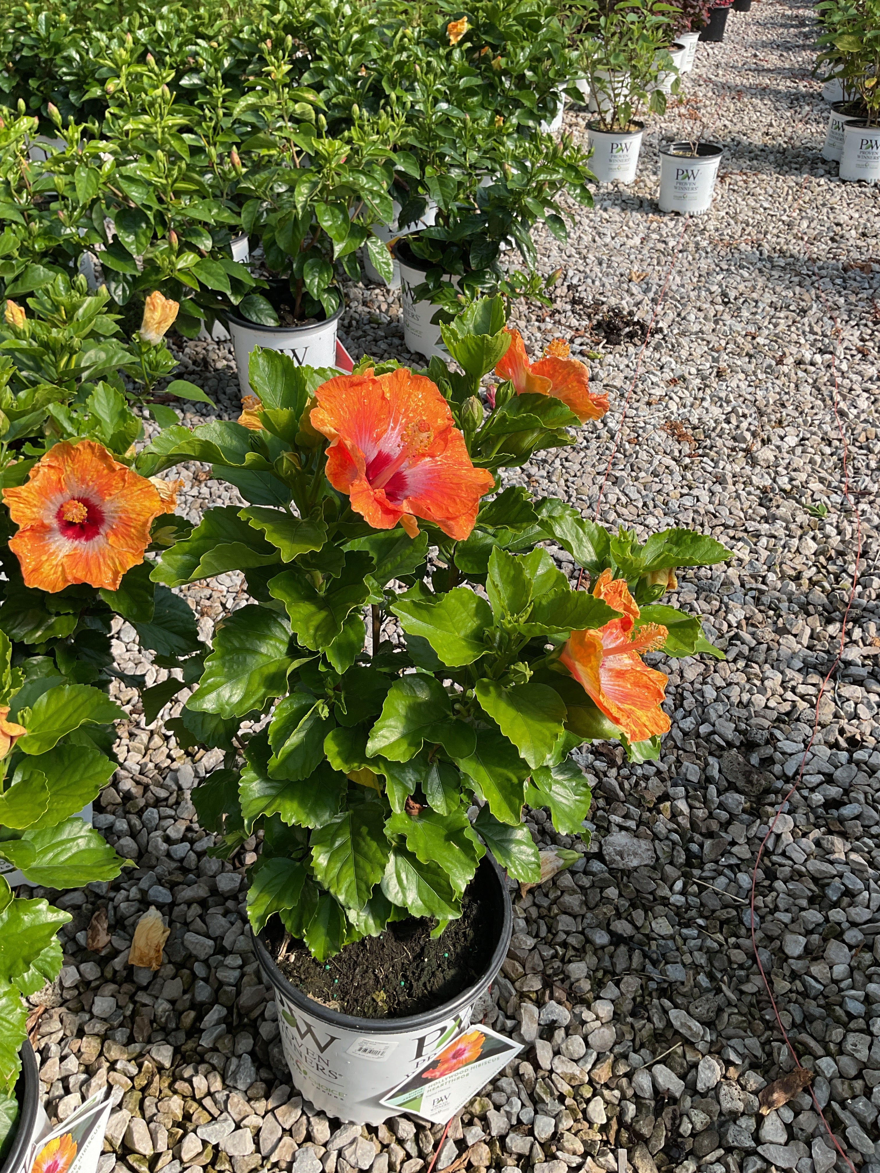 Hibiscus rosa-sinensis Heartthrob™
