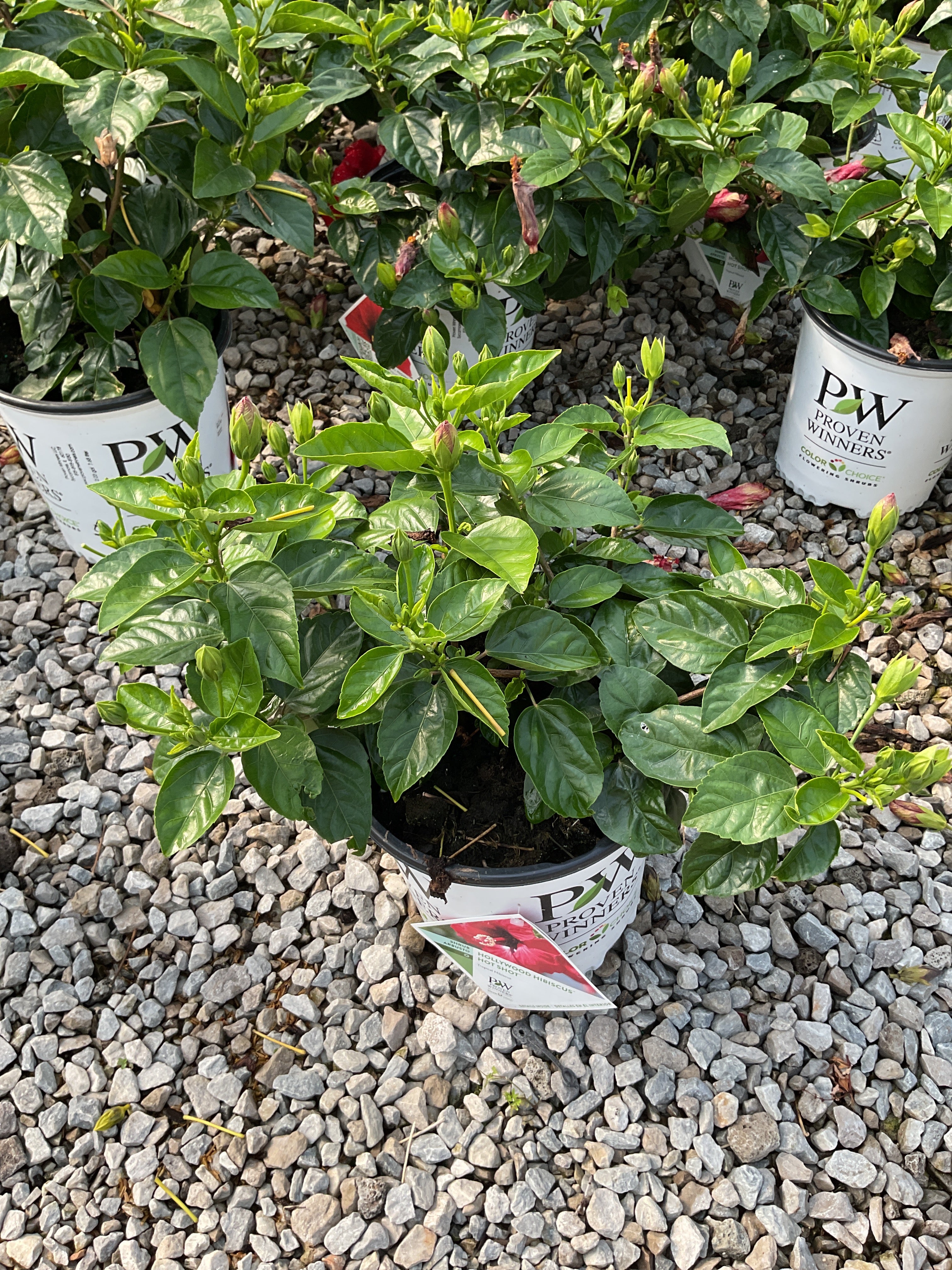 Hibiscus rosa-sinensis Hot Shot™