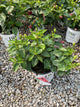 Hibiscus rosa-sinensis Hot Shot™