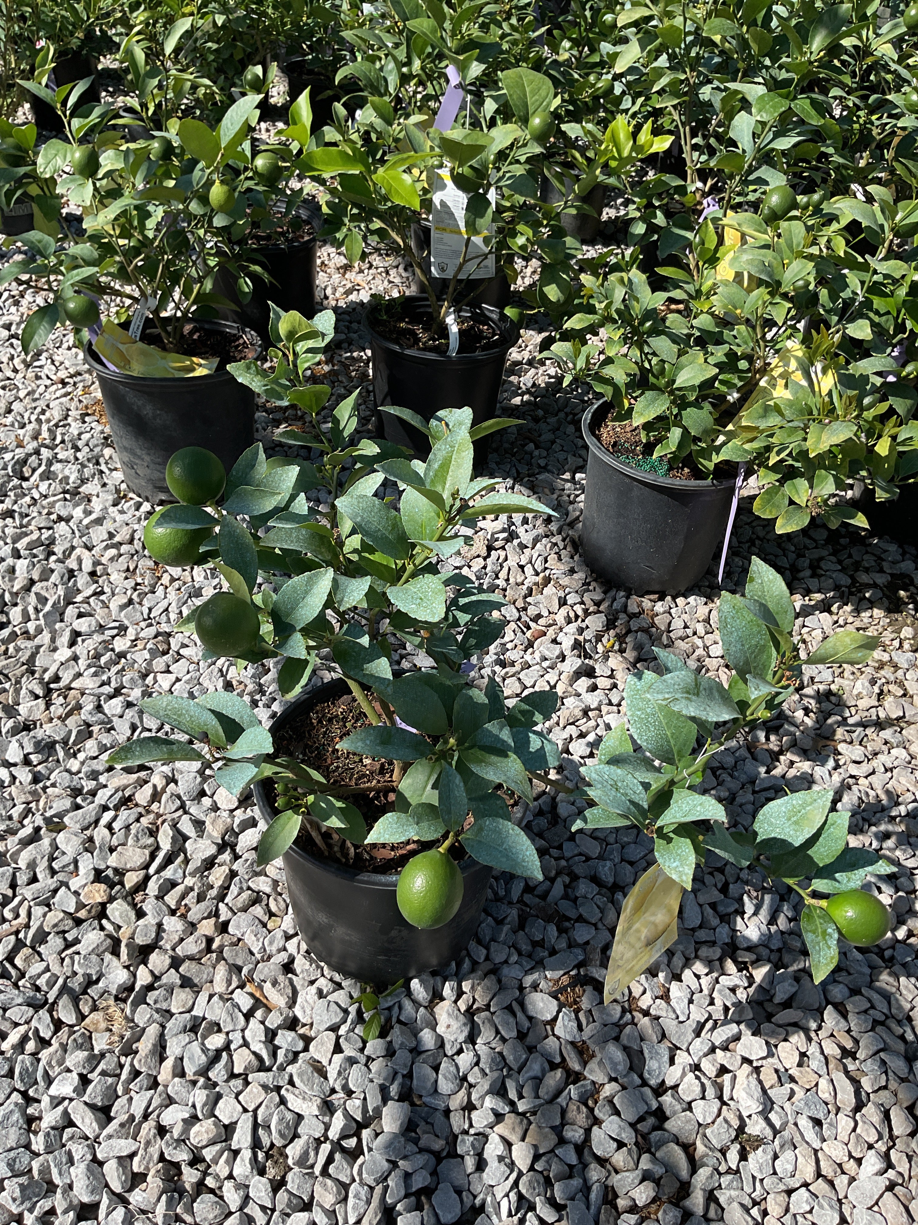 Citrus x limon 'Meyer'