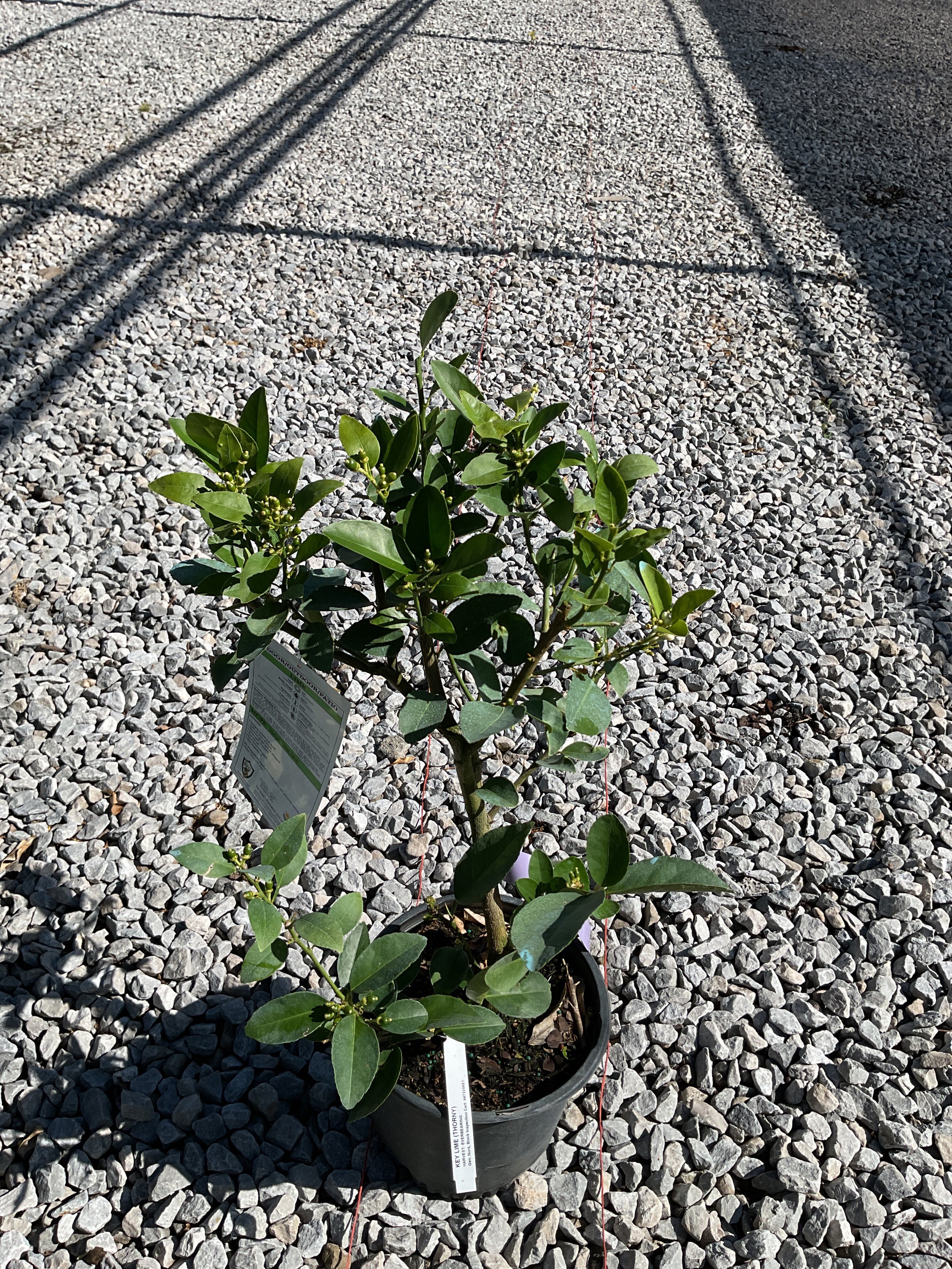 Citrus x aurantiifolia Key Lime