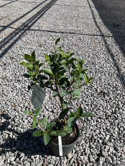 Citrus x aurantiifolia Key Lime
