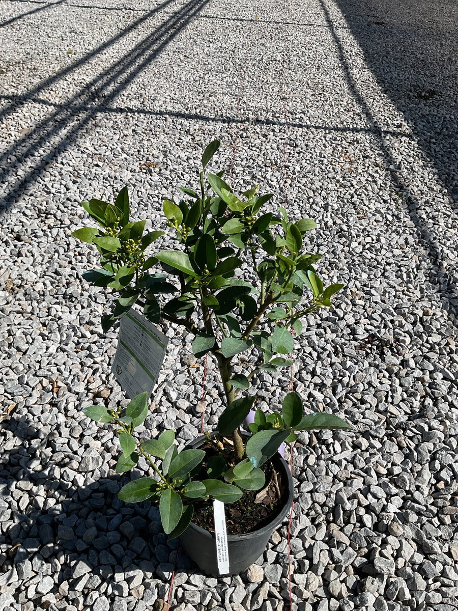 Citrus x aurantiifolia Key Lime