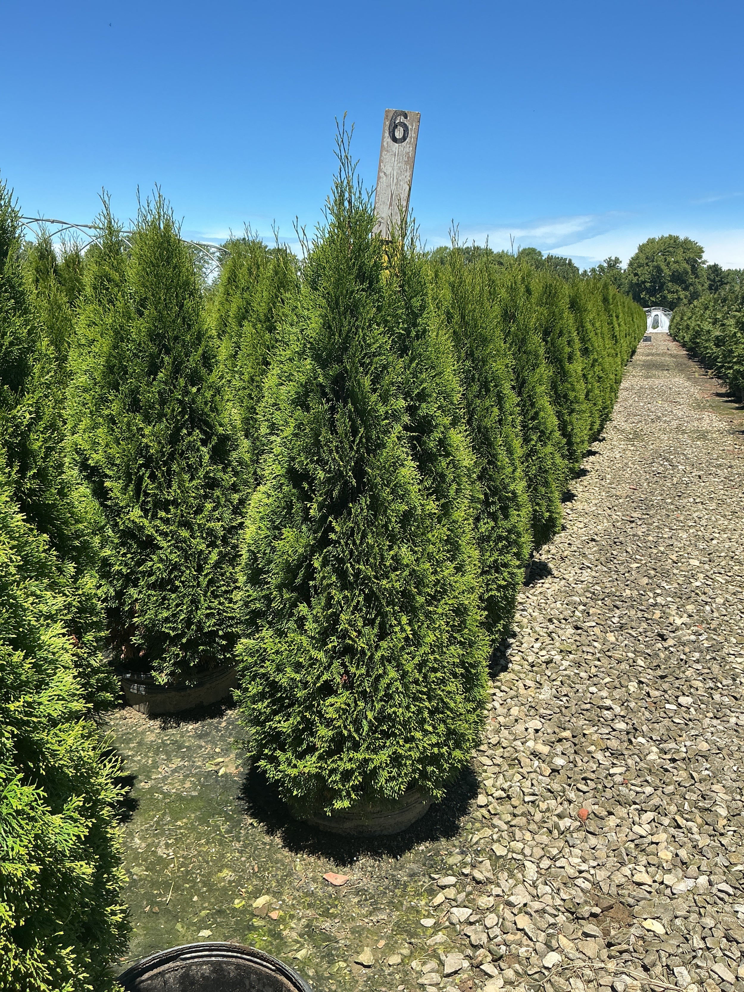 Thuja occidentalis 'Smaragd'