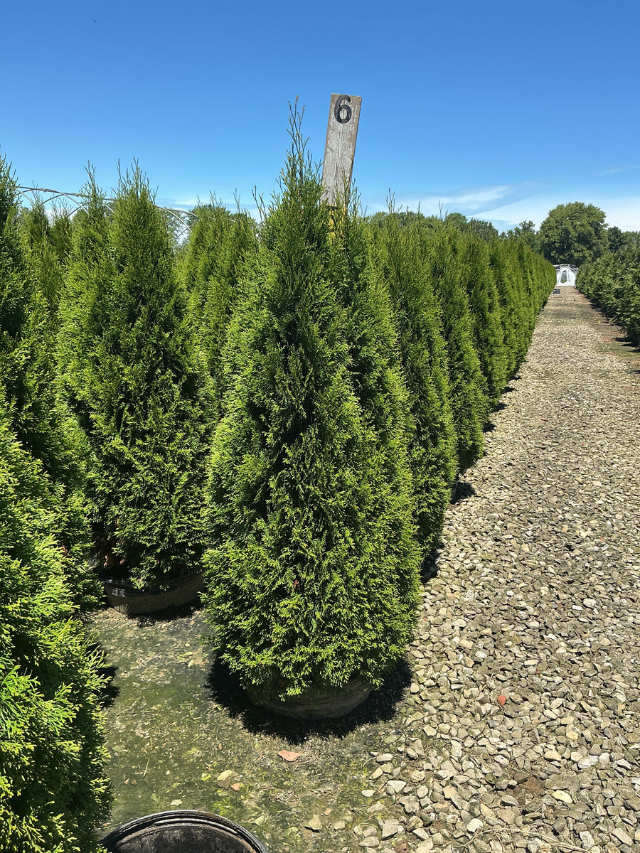 Thuja occidentalis 'Smaragd' â€” G15 60