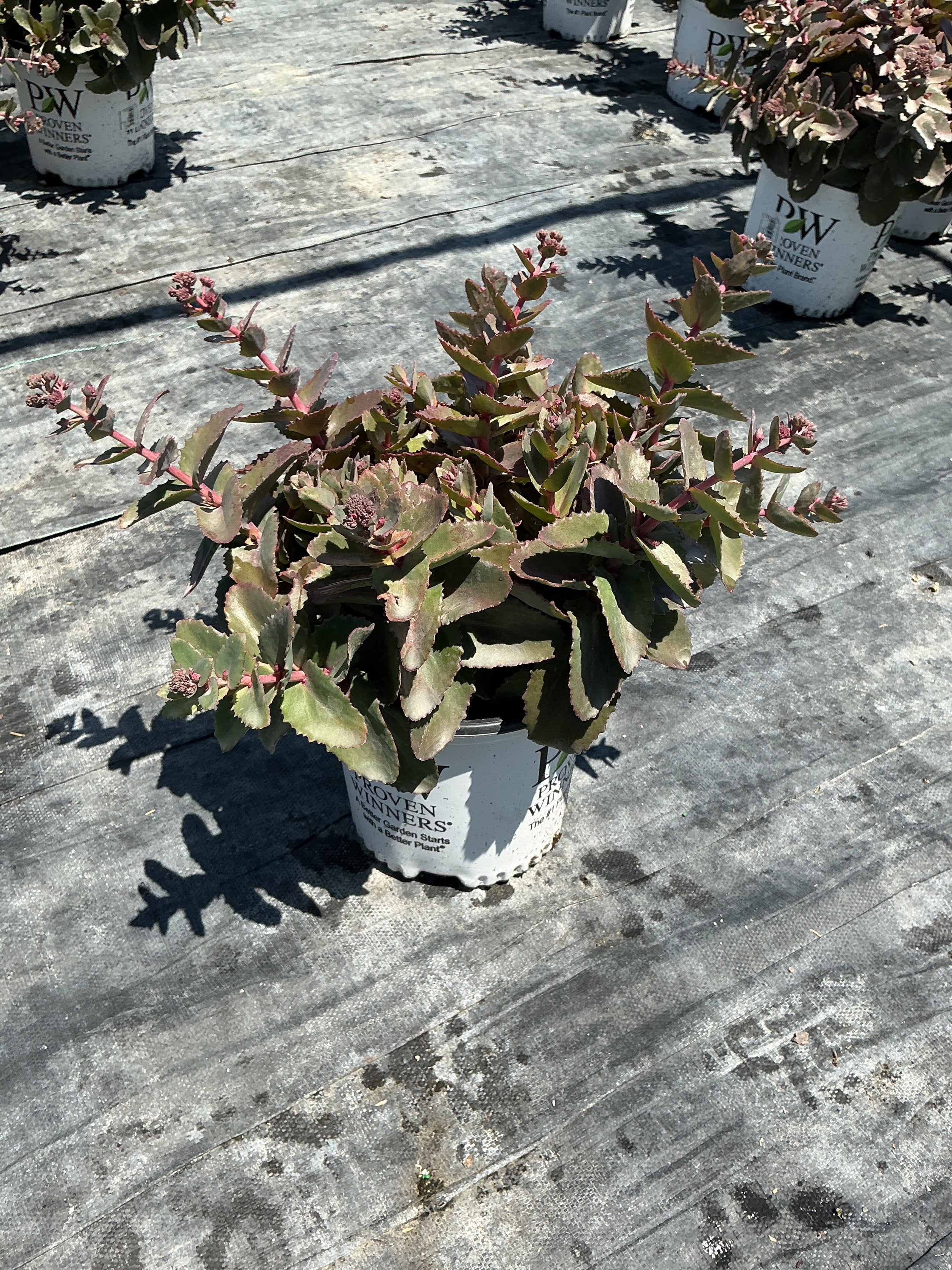 Sedum coraljade