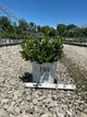 Aronia 'Low Scape Mound'