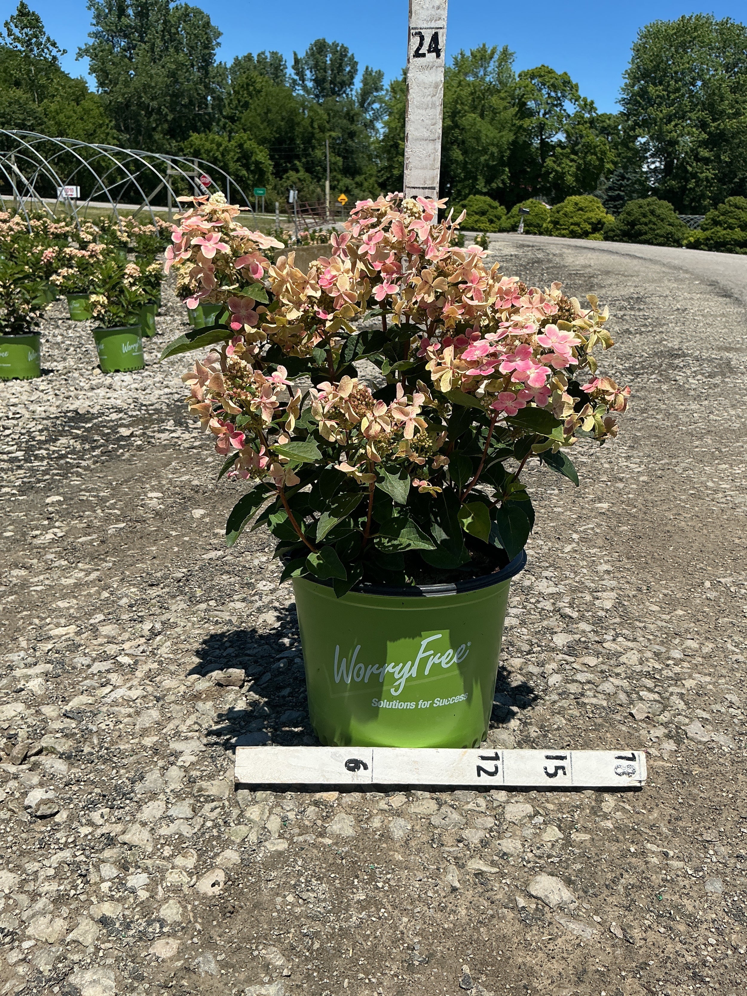 Hydrangea 'P Early Evolution'