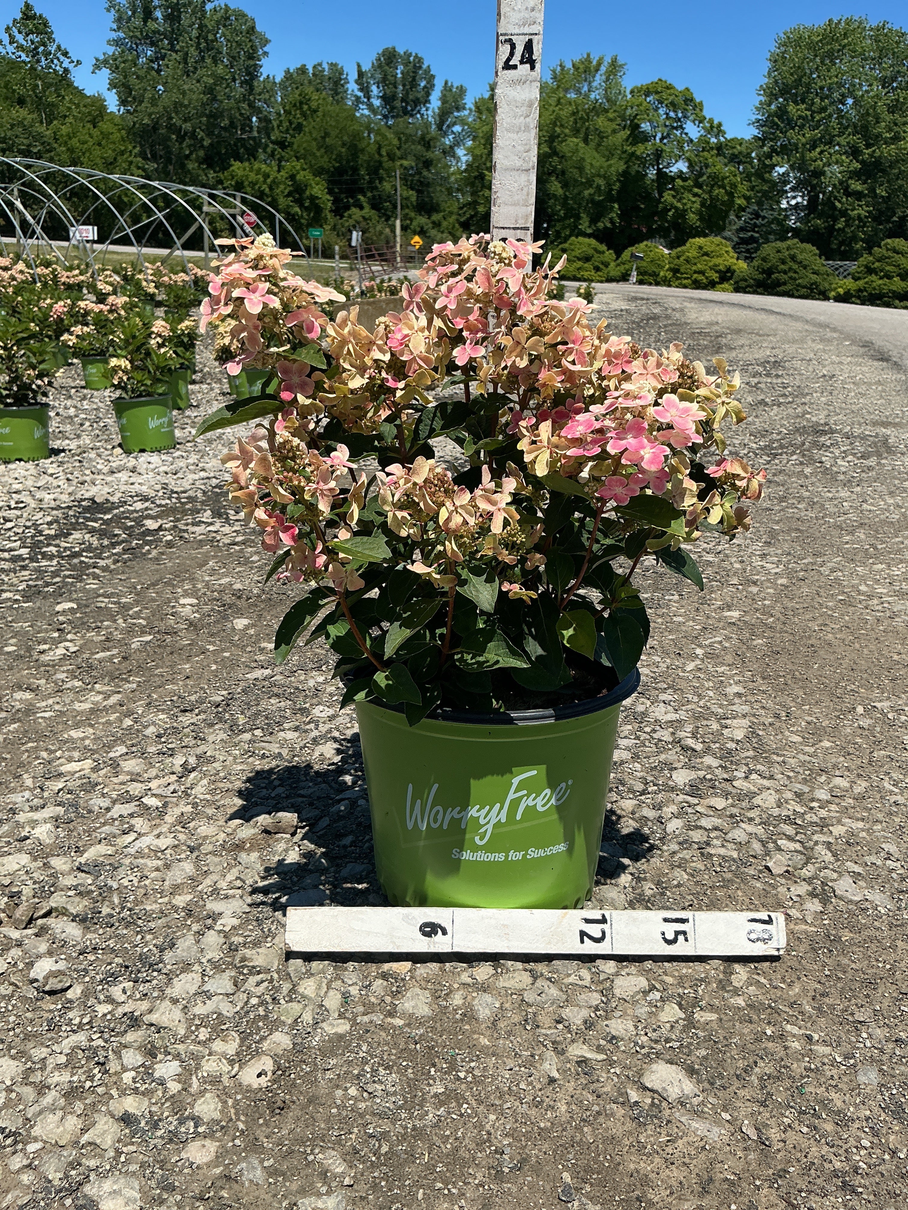 Hydrangea 'P Early Evolution'