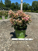 Hydrangea 'P Early Evolution'
