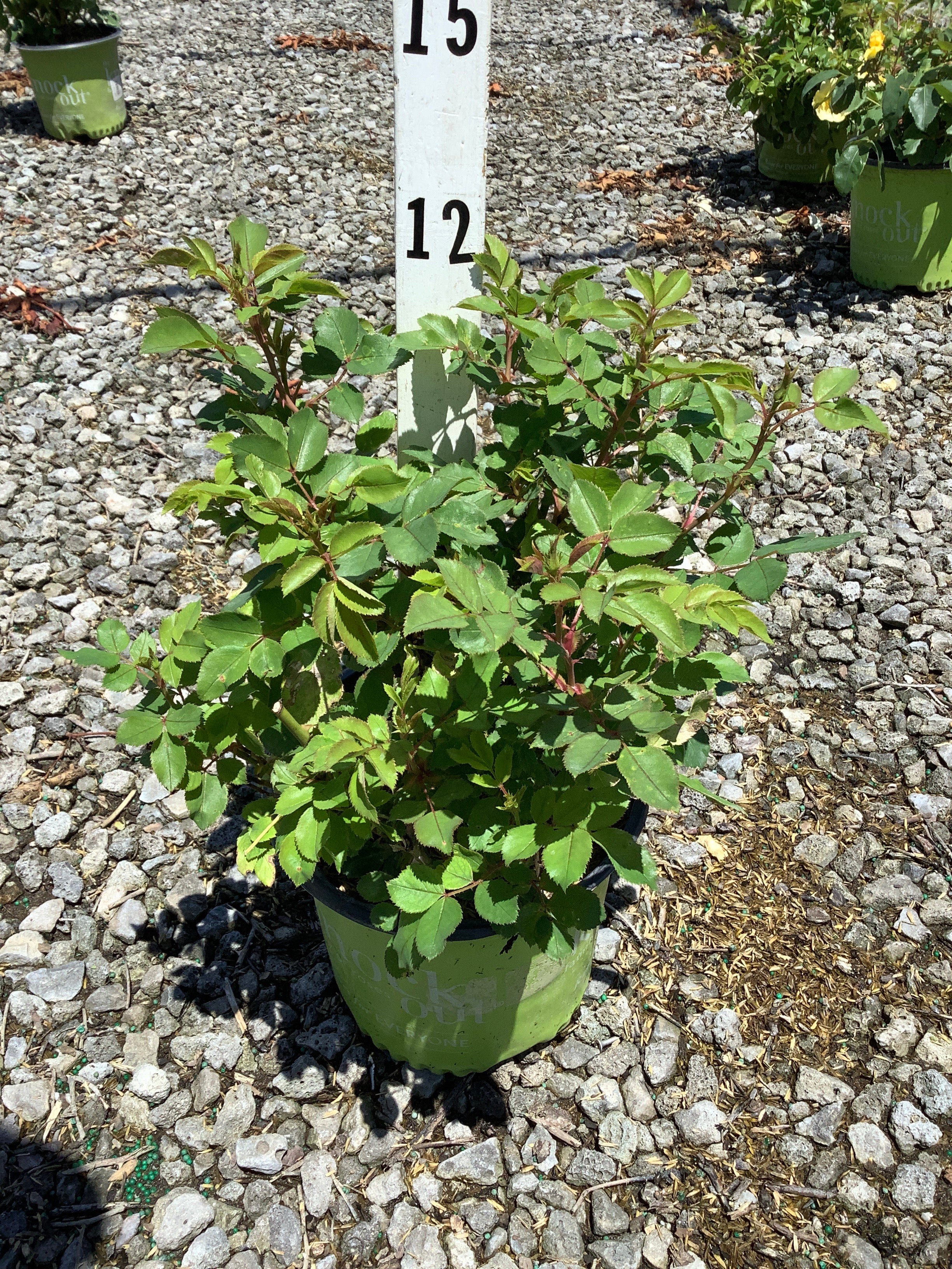Rosa K.O 'Radsunny'