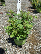 Rosa K.O 'Radsunny'