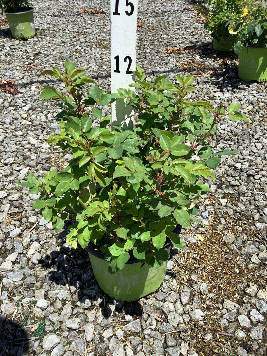 Rosa K.O 'Radsunny' â€” 19CM