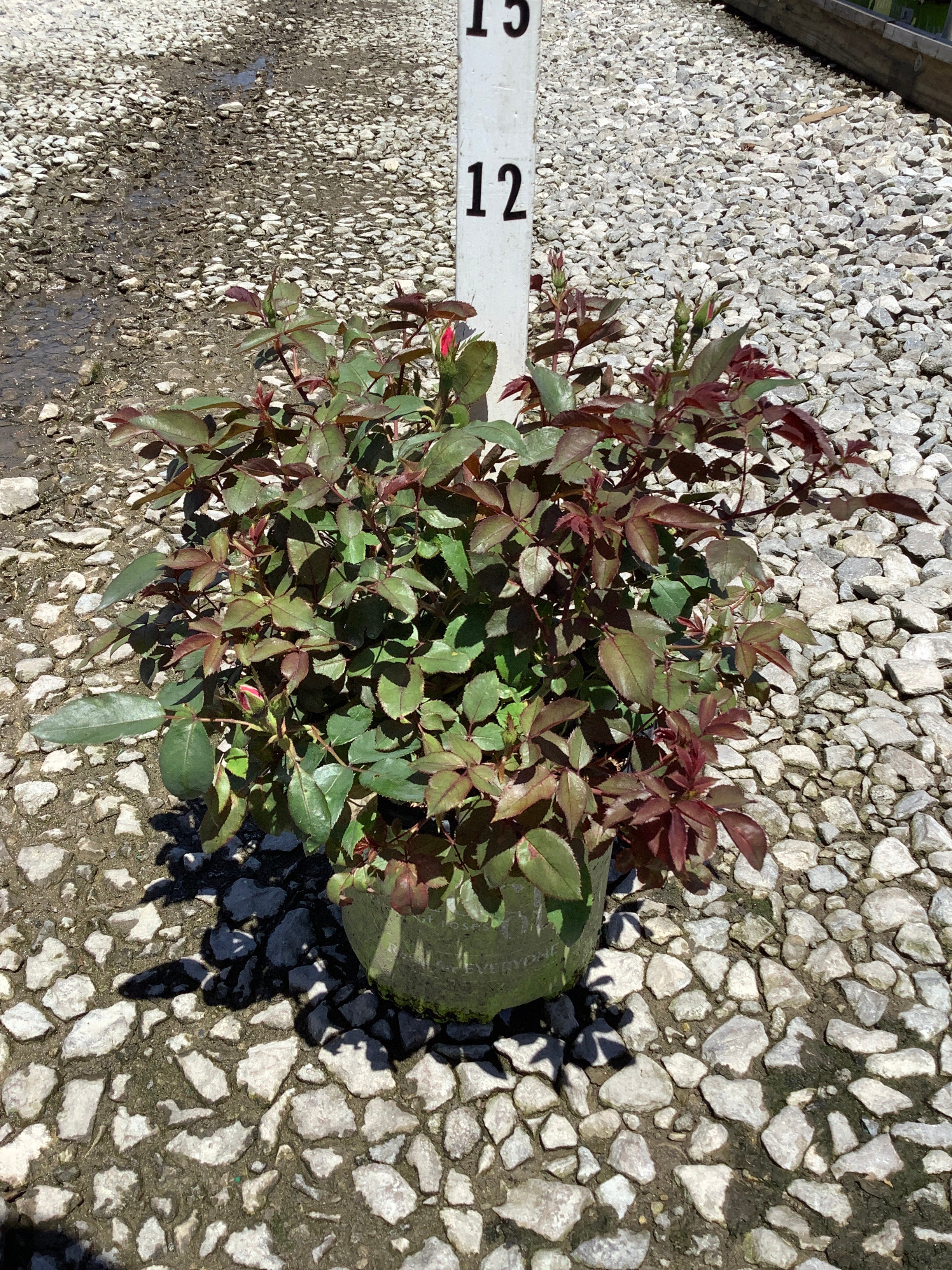 Rosa K.O 'Radcon'