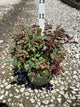 Rosa K.O 'Radcon'