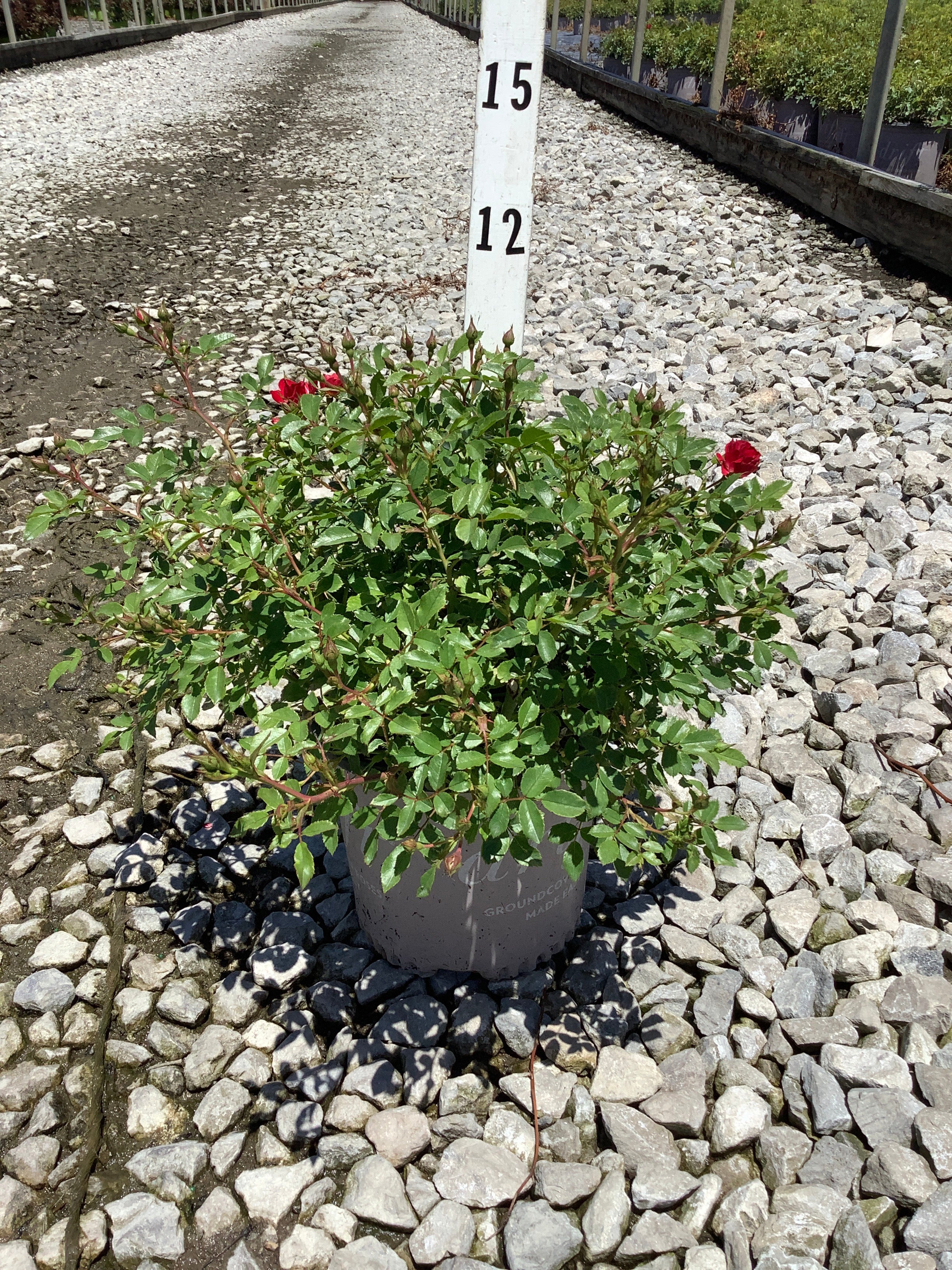 Rosa 'Drift Meigalpio'