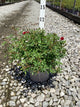 Rosa 'Drift Meigalpio'