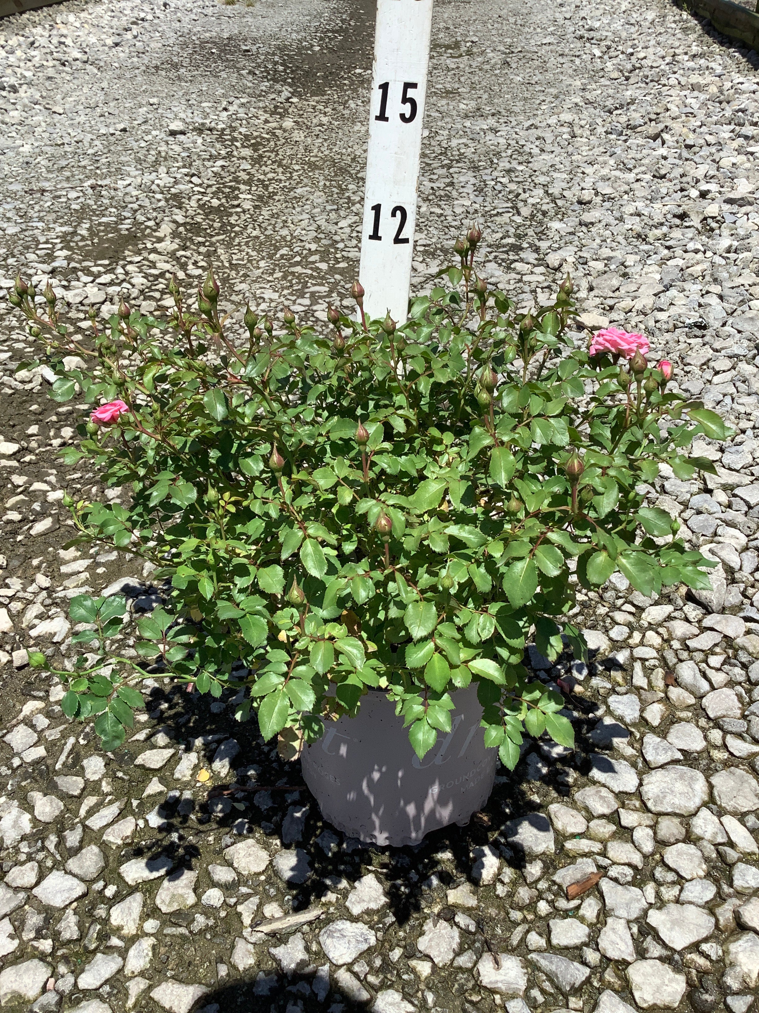 Rosa 'Drift Meiswetdom'