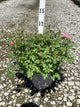 Rosa 'Drift Meiswetdom'