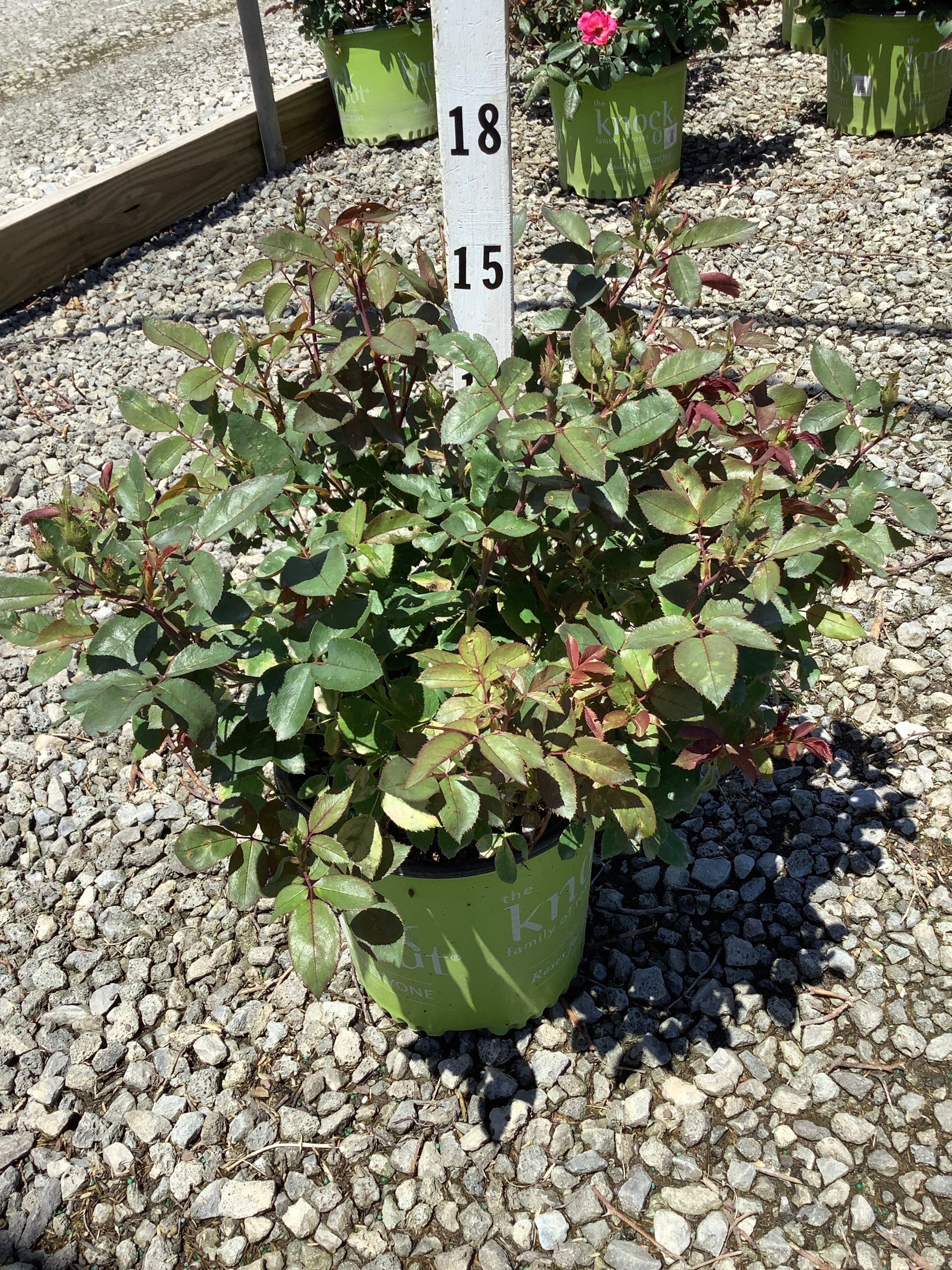 Rosa K.O 'Radcon'