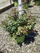 Rosa K.O 'Radcon'