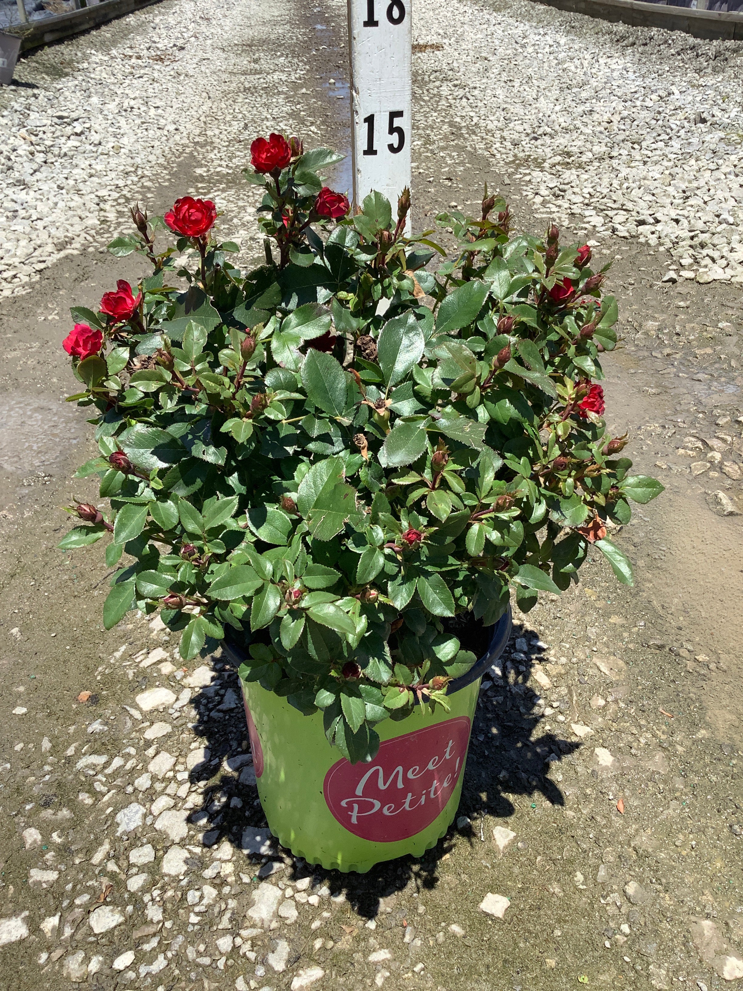 Rosa K.O 'Petite'