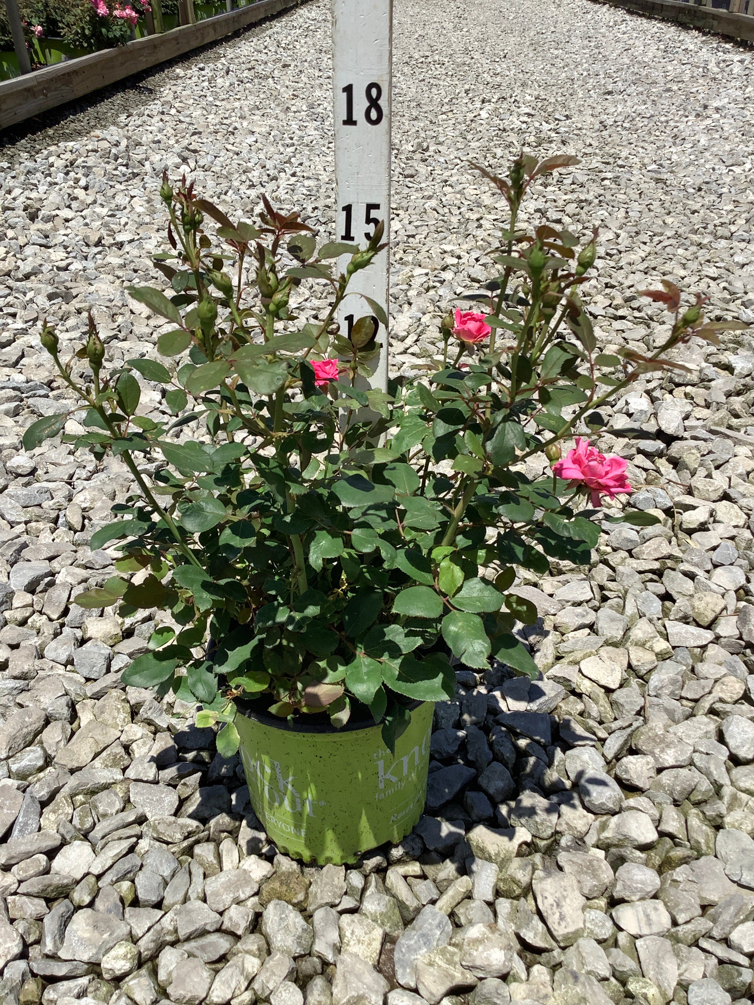 Rosa K.O 'Radtkopink'