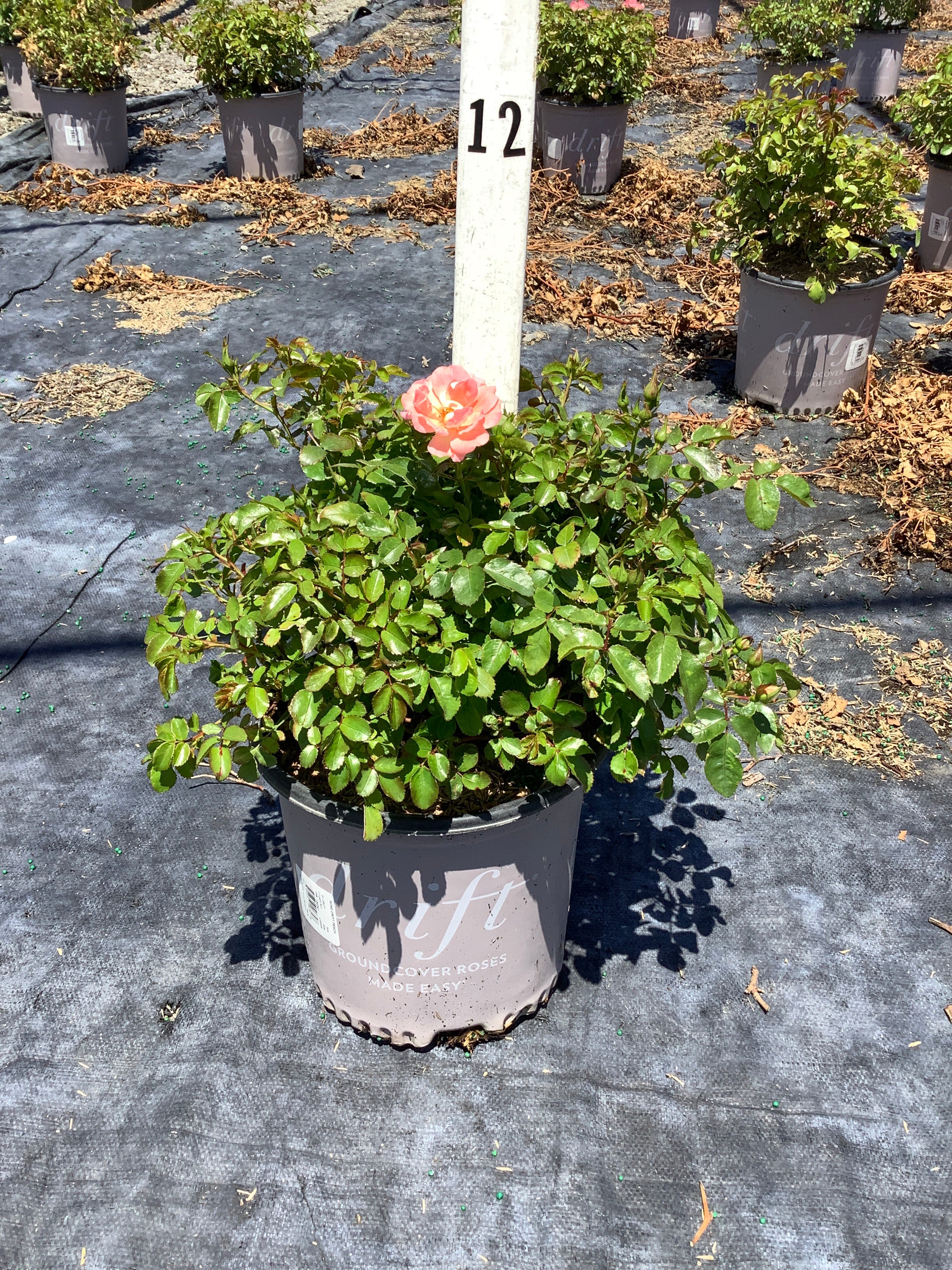 Rosa 'Drift Meiggili'