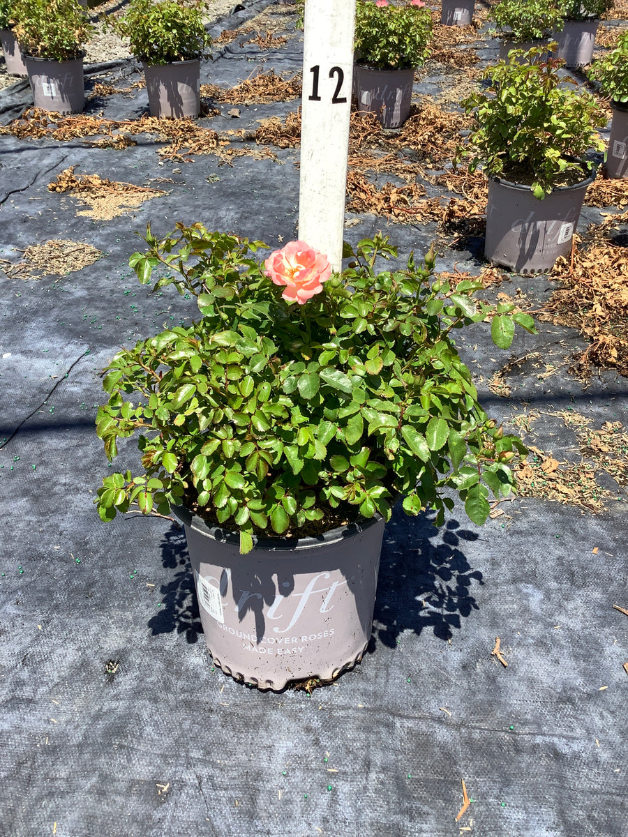 Rosa 'Drift Meiggili' â€” 19CM