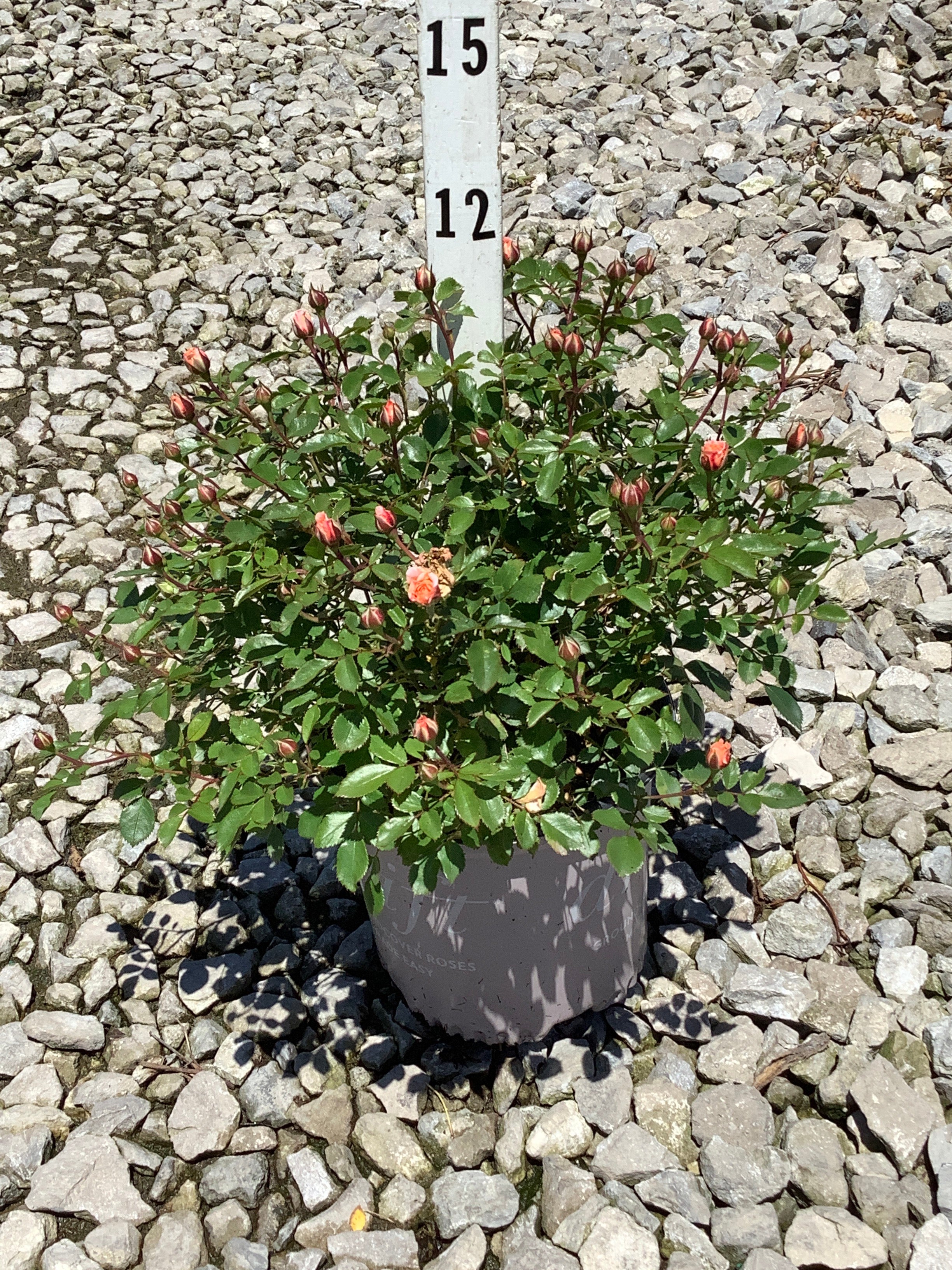 Rosa 'Drift Meimirrote'