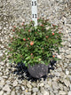 Rosa 'Drift Meimirrote'